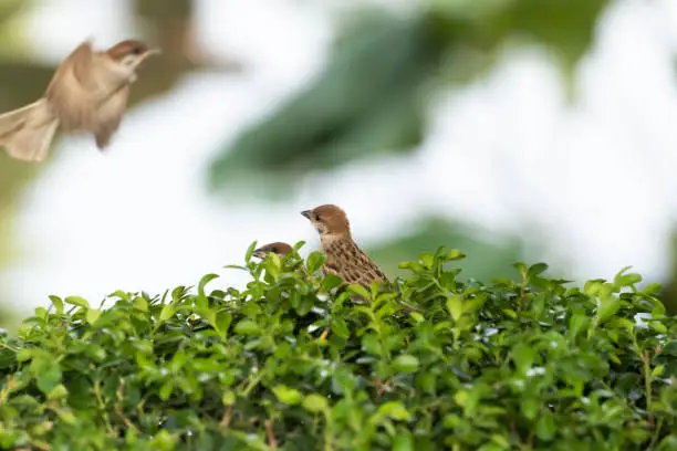 Photo of Sparrows play in the bushes