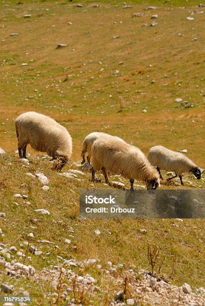 Sheeps 가축에 대한 스톡 사진 및 기타 이미지 - 가축, 가축떼, 걷기