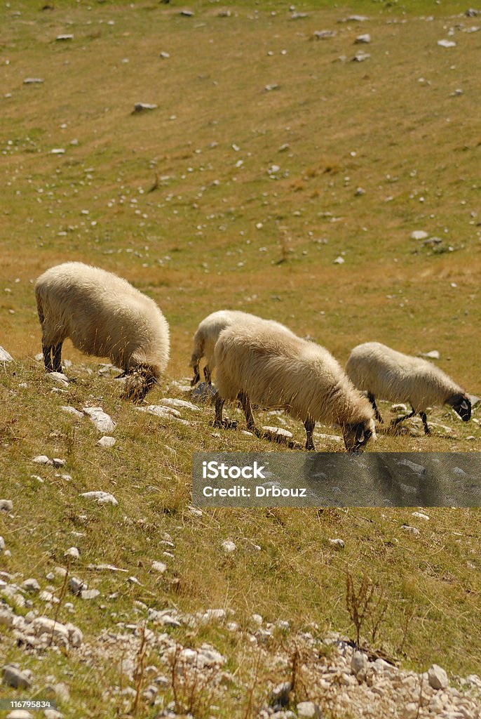 sheeps - Royalty-free Andar Foto de stock