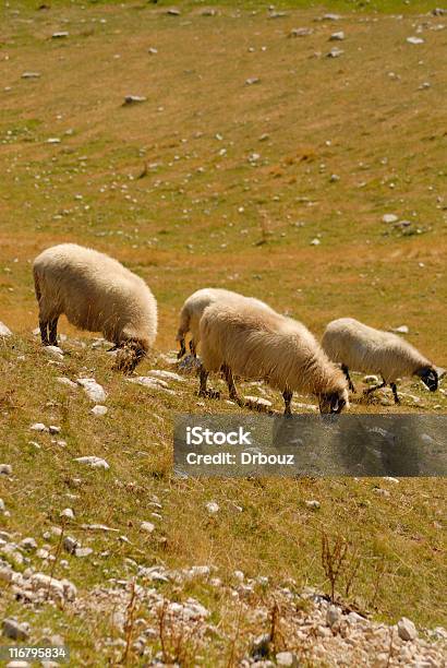 Sheeps - Fotografias de stock e mais imagens de Andar - Andar, Animal Doméstico, Ao Ar Livre
