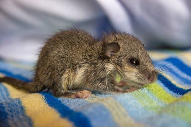 waisenkind baby - haselmaus stock-fotos und bilder