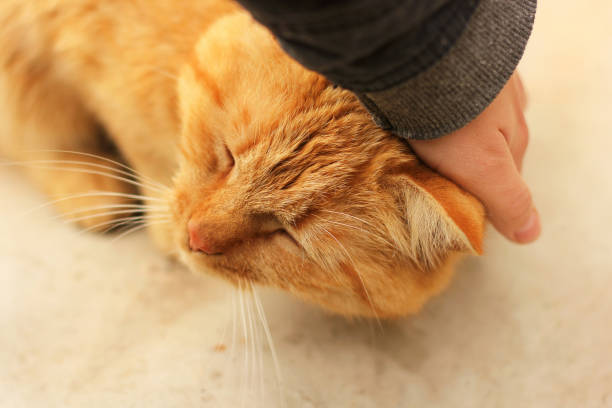 istock Hand stroking a cat. Beautiful red cat. 1167961678