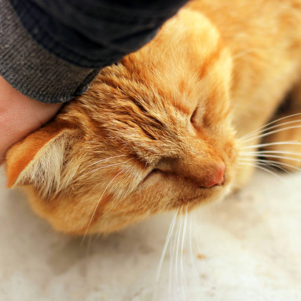 istock Hand stroking a cat. Beautiful red cat. 1167961698