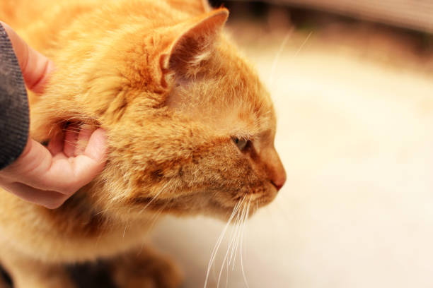 istock Hand stroking a cat. Beautiful red cat. 1167961739