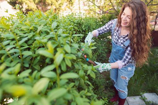 Young woman is cutting the hedge in her backyard.