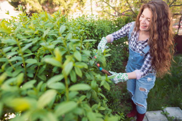 By arranging the yard, I make my soul happy Young woman is cutting the hedge in her backyard. pruning gardening photos stock pictures, royalty-free photos & images