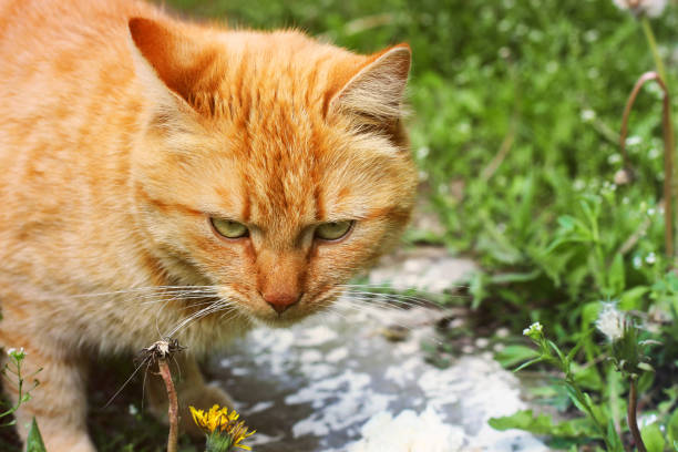 istock Beautiful red cat outside in the grass 1167962513