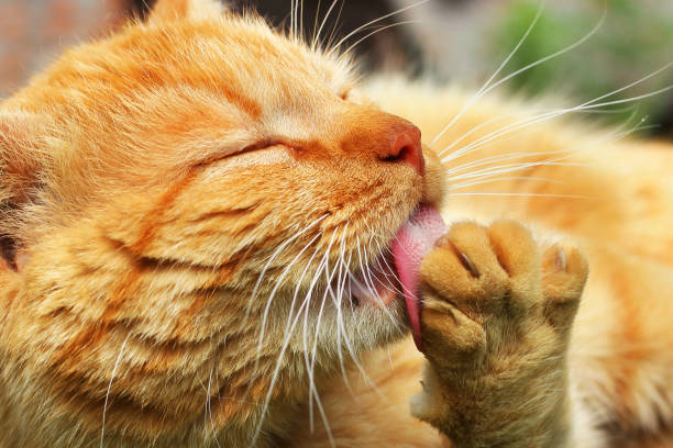 istock Beautiful red cat licking. The cat lies on the table 1167963208