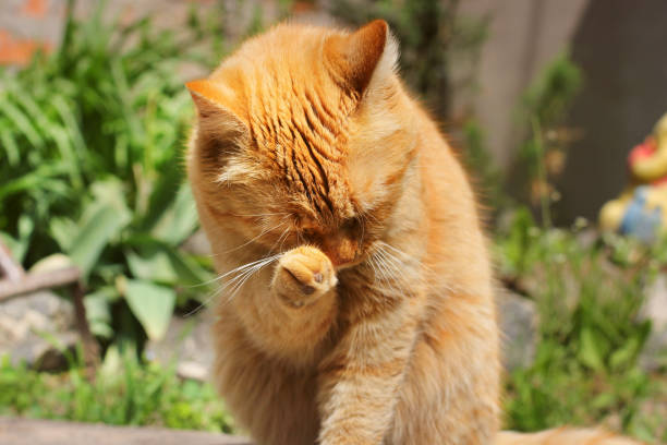 istock Beautiful red cat licks on the street 1167963224
