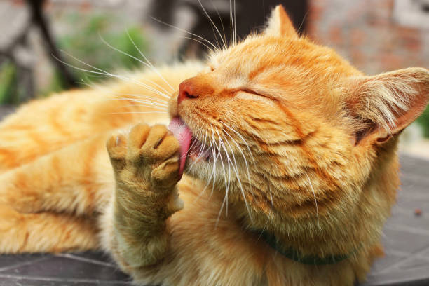 istock Beautiful red cat licking. The cat lies on the table 1167963396