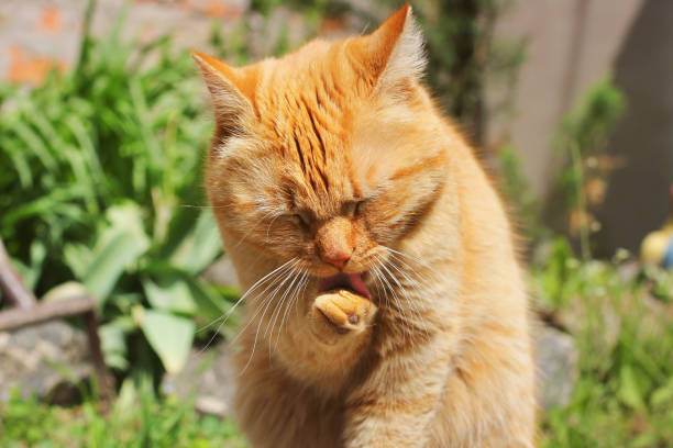 istock Beautiful red cat licks on the street 1167963475