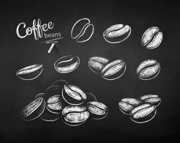 Vector illustration of Chalk drawn sketches set of coffee beans