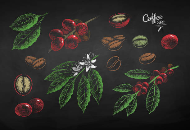 ilustraciones, imágenes clip art, dibujos animados e iconos de stock de conjunto de bayas y hojas de café dibujado de tiza vectorial - coffee bean coffee crop heap backgrounds