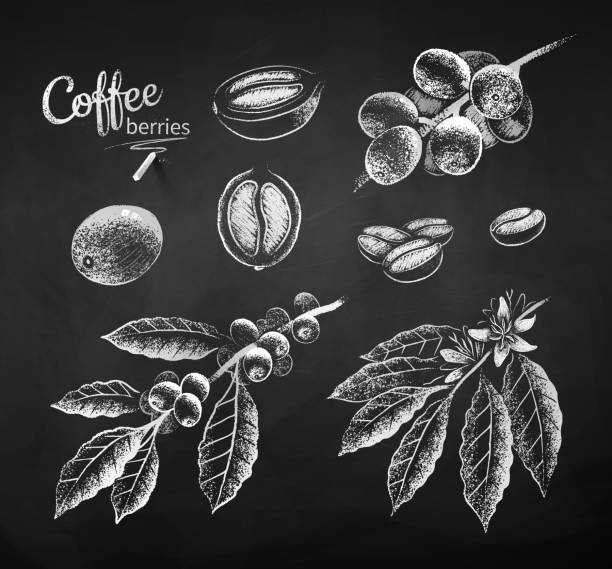 ilustraciones, imágenes clip art, dibujos animados e iconos de stock de rama de café con bayas y hojas - coffee bean coffee crop heap backgrounds