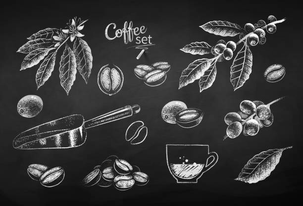 ilustraciones, imágenes clip art, dibujos animados e iconos de stock de conjunto de ilustración dibujada con tiza de elementos de café - coffee bean coffee crop heap backgrounds