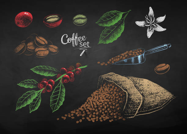 ilustraciones, imágenes clip art, dibujos animados e iconos de stock de conjunto de tiza dibujada de granos de café y bayas - coffee bean coffee crop heap backgrounds