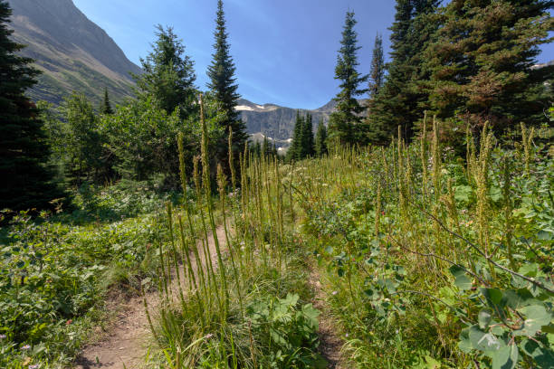 istock Hiking trail with wildflowers 1167967907