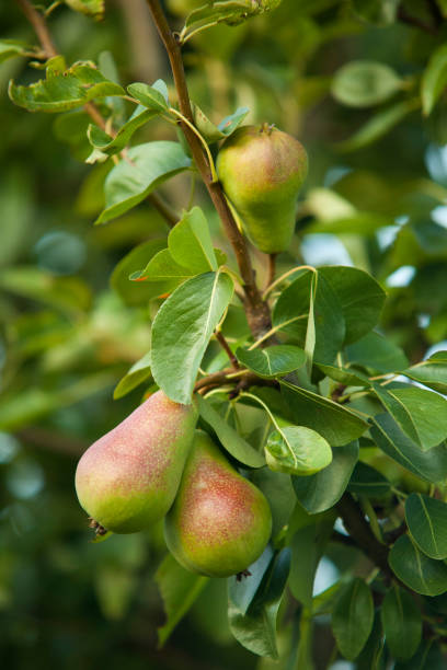 istock Ripe pears on the tree in an orchard in summer. 1167968395
