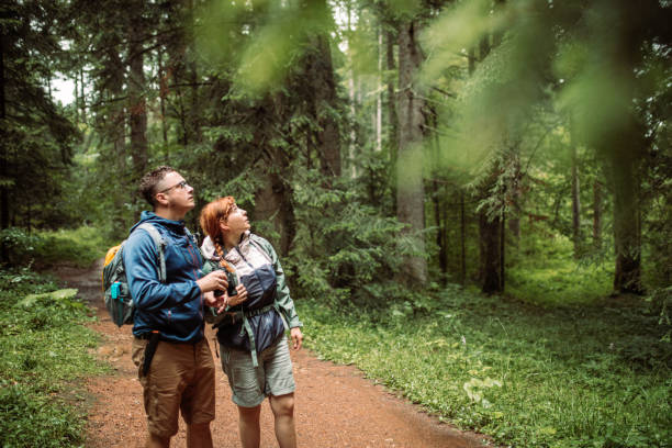 istock Forest walk on a rainy summer day 1167969100