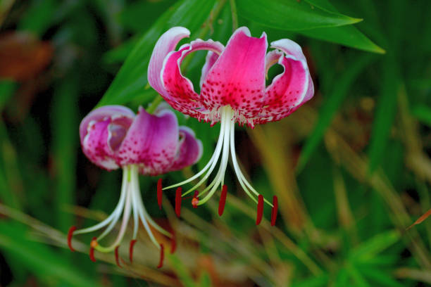istock Japanese lily / Lilium speciosum var rubrum 1167969108