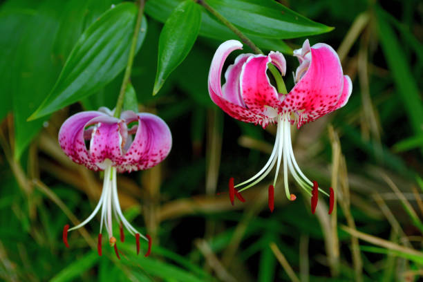 istock Japanese lily / Lilium speciosum var rubrum 1167969185