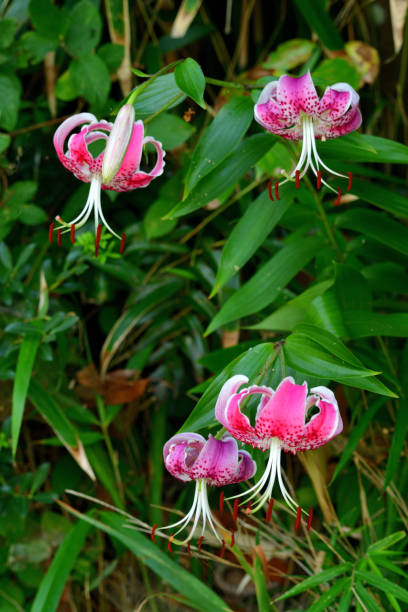 istock Japanese lily / Lilium speciosum var rubrum 1167969186