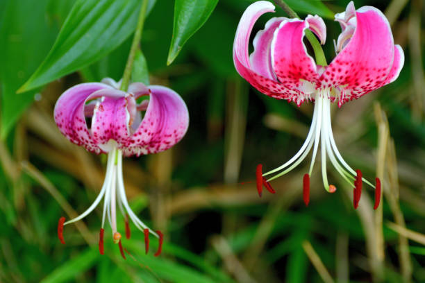 istock Japanese lily / Lilium speciosum var rubrum 1167969283
