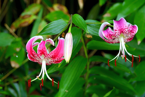 Native to Japan, lilium speciosum var rubrum is an East Asian species of plants in lily family. It is also called Japanese lily, although the name includes other species. The flowers are deep in color with pink specks, flowering in August and September, with strong fragrance. 
It is listed as an endangered species In Japan.