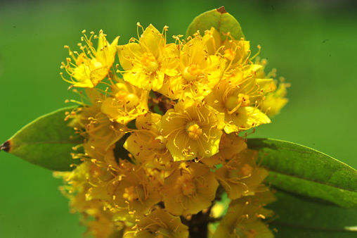 Yellow Alchemilla Mollis flowers / herbaceous Lady's Mantle plant.