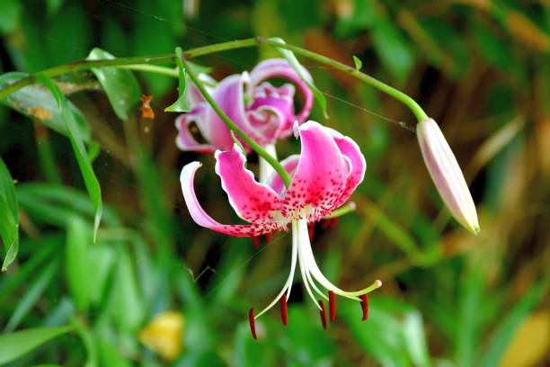 istock Japanese lily / Lilium speciosum var rubrum 1167969504