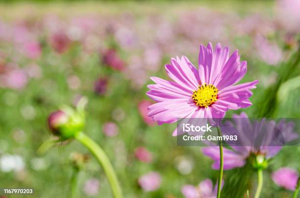 아름다운 핑크 코스모스 꽃밭의 자연 배경 0명에 대한 스톡 사진 및 기타 이미지 - 0명, 가을, 계절 - Istock