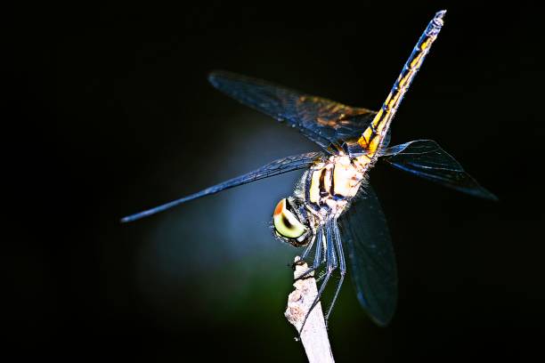 istock Closed up dragonfly on green branch. 1167973675