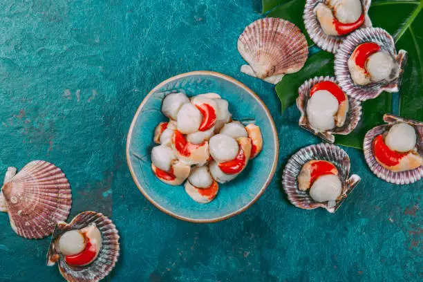 Raw fresh seafood shellfish scallops on blue background.