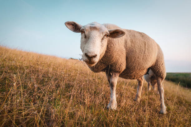 istock Sheeps in front of the lighthouse Westermarkelsdorf on the island Fehmarn 1167973903