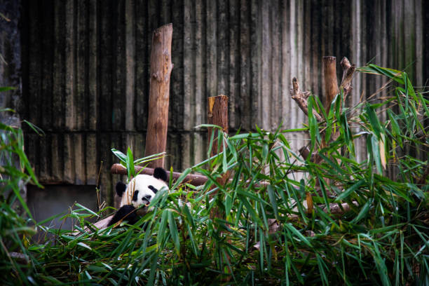 cucciolo di panda in un mucchio di bambù - panda outdoors horizontal chengdu foto e immagini stock
