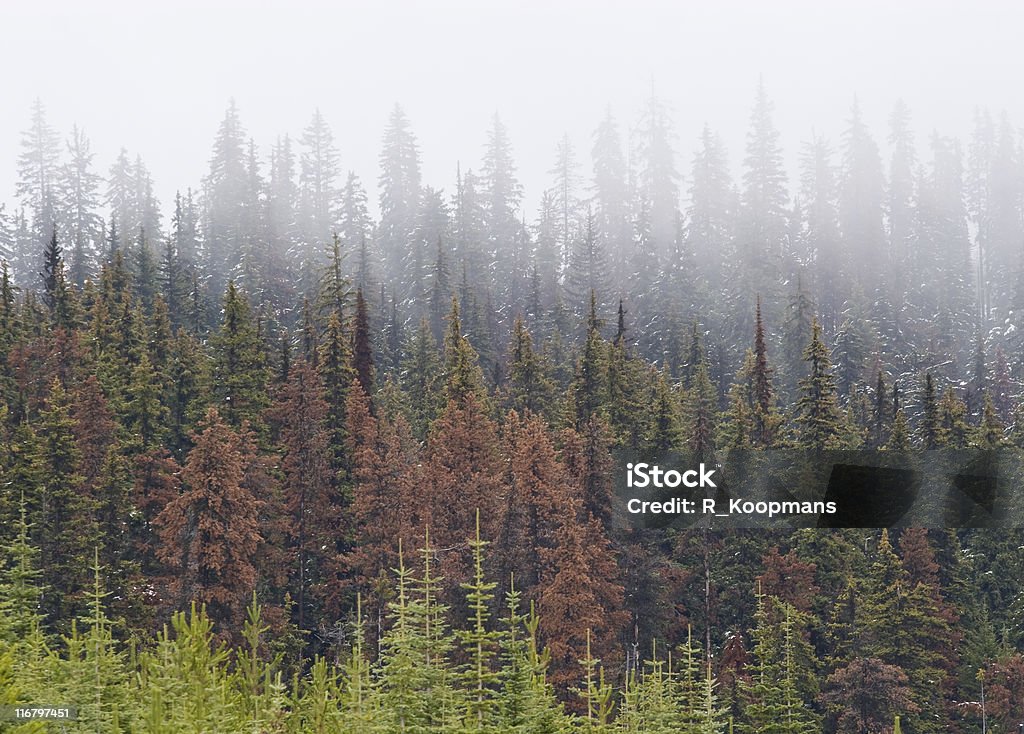Beetle uśmiercone pine drzewa i mgła i new growth - Zbiór zdjęć royalty-free (Chrząszcz)