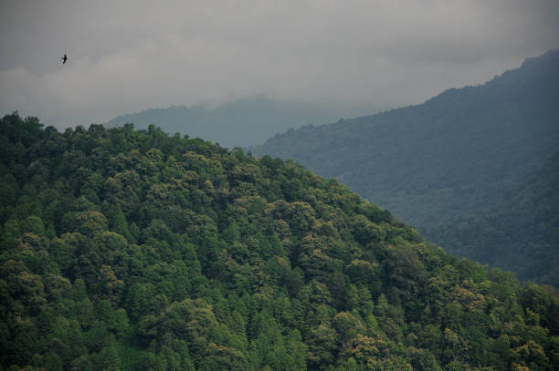 istock Landscape of dense forest in the mountains 1167975334