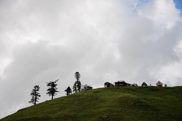 istock Lonely pines on a green hill and clouds in the sky 1167976438