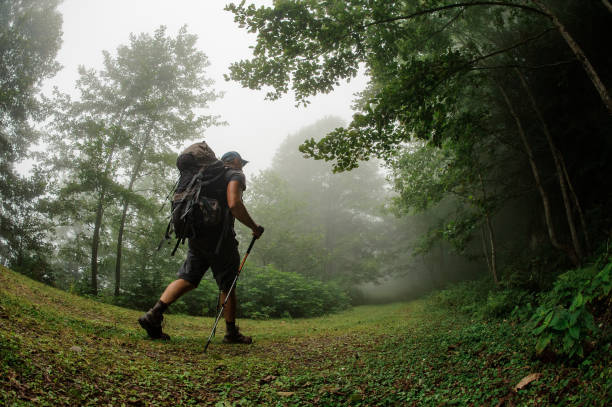 istock Male tourist with backpack walking through forest 1167976625