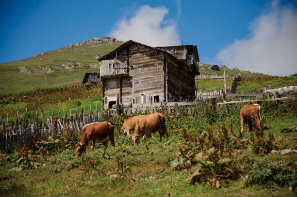 Two old wooden barns with cows on the hills