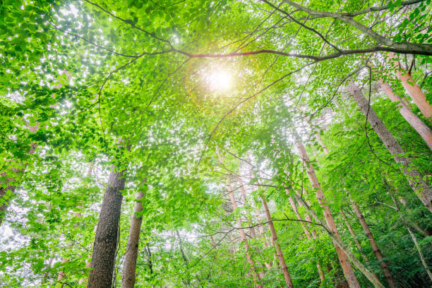 istock Vibrant fresh green trees in the forest 1167978179