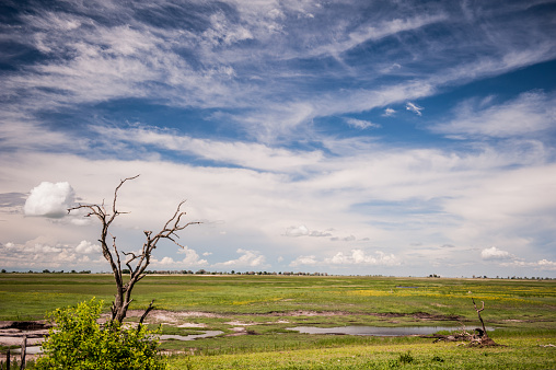 Landscape of bright green grasslands and bushes and clouded bright blue skies in background. Chobe National Park, Botswana, Africa.