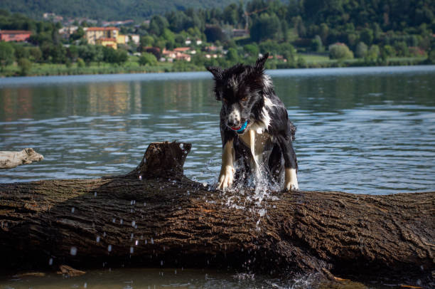 istock Wet border collie puppy while playing happy at the lake 1167980432