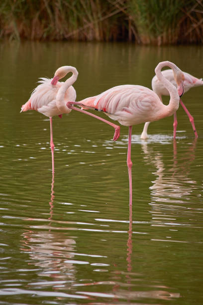istock Flamingos in Camargue 1167980631