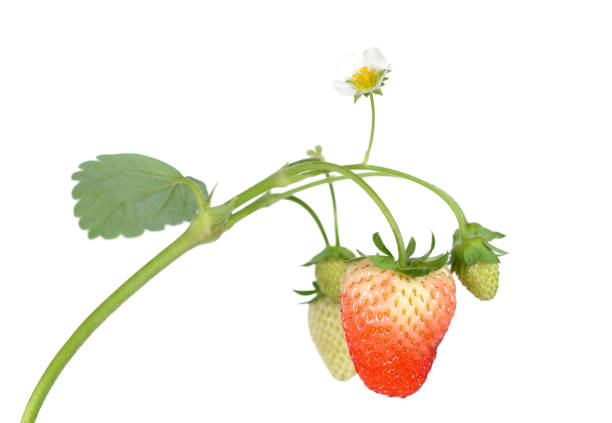 młoda truskawka - strawberry vine zdjęcia i obrazy z banku zdjęć
