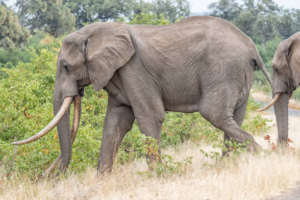 istock African elephant with large tusks walking 1167982568