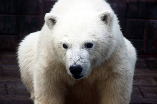 istock close up portrait of polar bear 1167983803