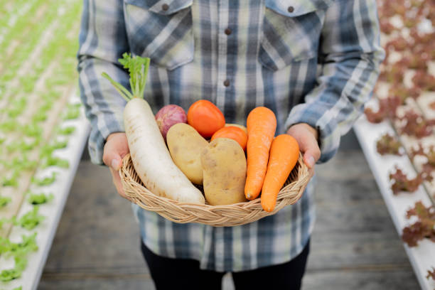 Farmer holding a basket of organic vegetables. Organic vegetables from farms that are ready to be exported from man farmers.