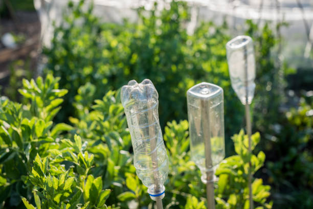 istock Plastic bottles being used as cane tops 1167984832