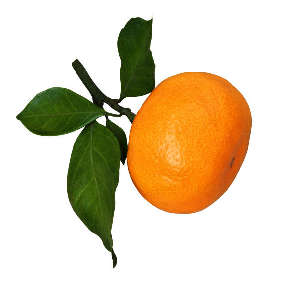 closeup of tangerine with green leaves - healthy eating profile tropical fruit fruit imagens e fotografias de stock